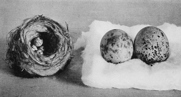 Eggs BSNH 1930 by BSNH is licensed under CC BY 2.5. Collected by Henry David Thoreau and presented to Boston Museum of Natural History